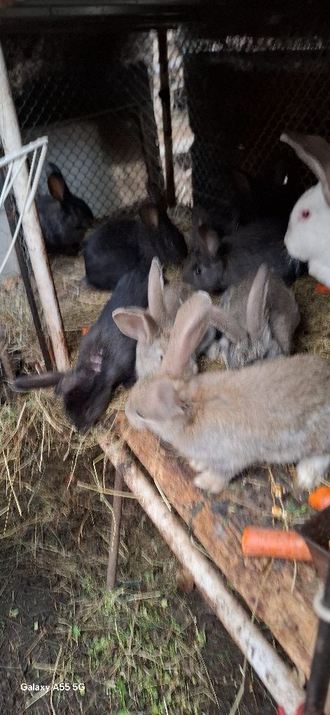 Iepurași de vânzare