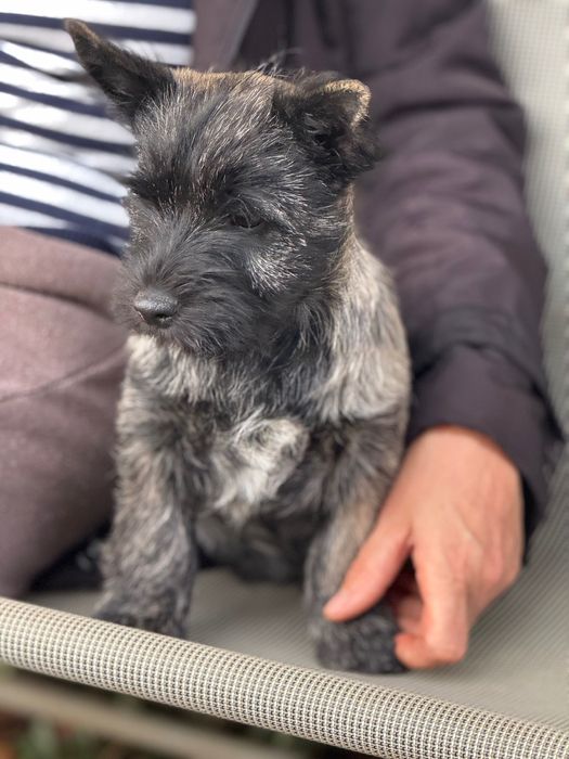 Cairn Terrier cu pedigree deosebit