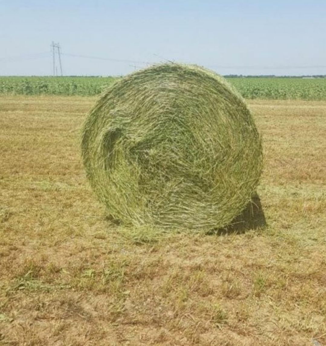 Baloți lucernă rotunzi