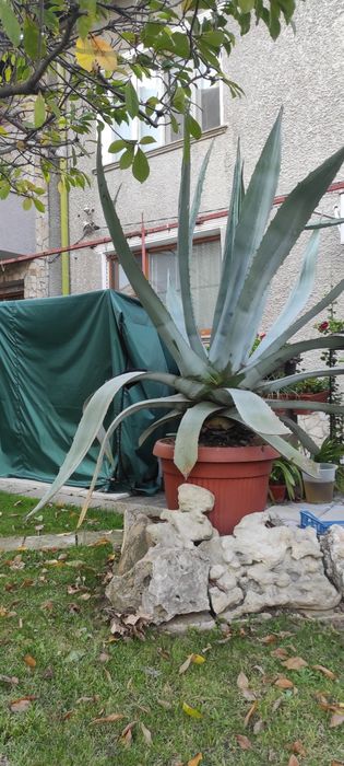 Столетник Агаве Алое