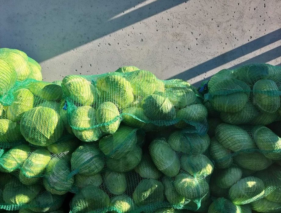 Varza de toamna soiul "Autumn queen"