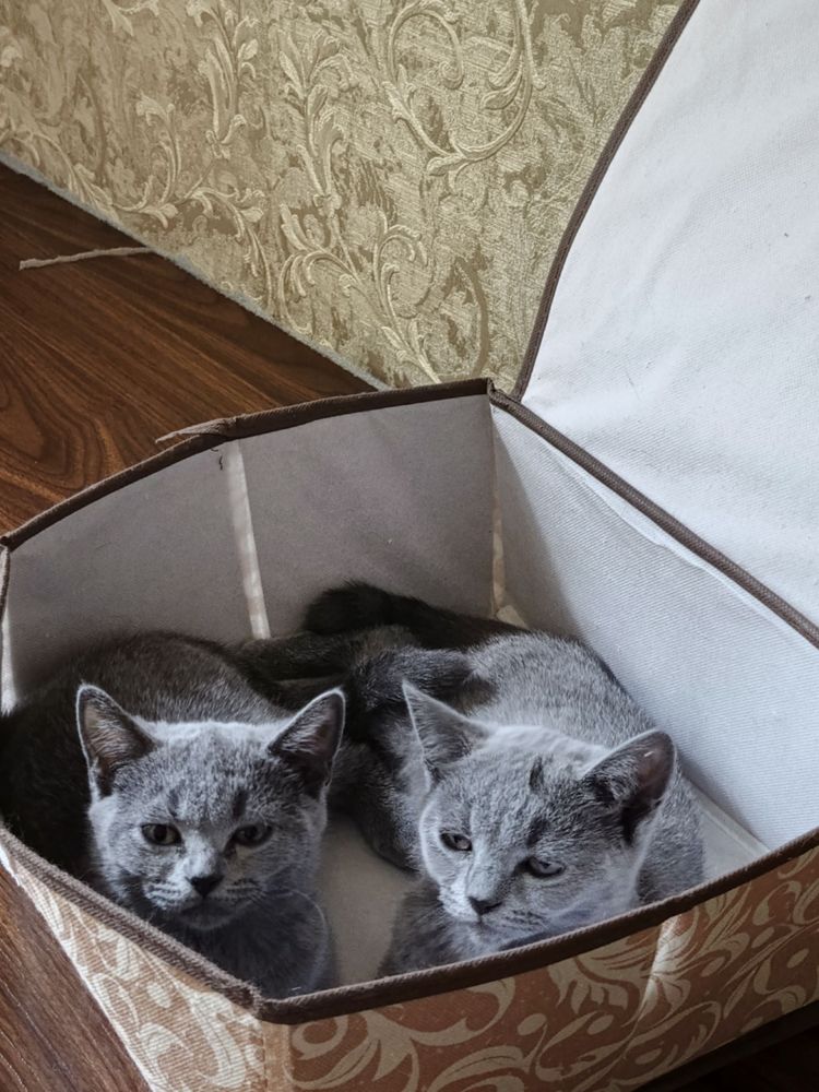 Кошка британская