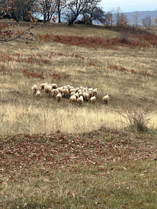 Vând la pachet oi și capre