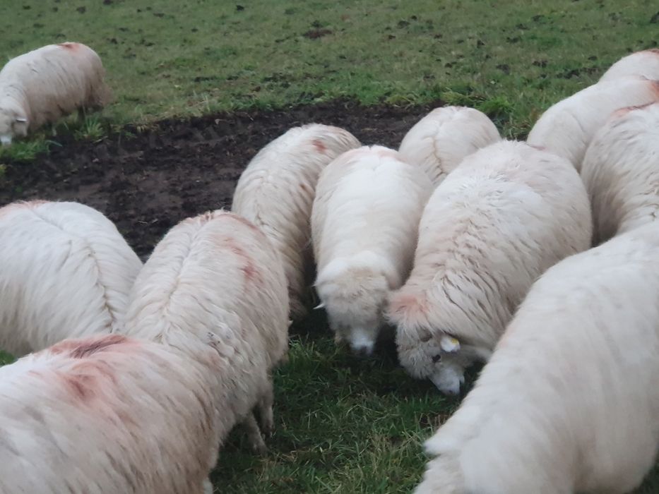 Oi țurcane 20 de bucăți