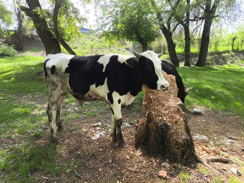 Бык осеменение голштино фриз бык для коровы Огул коровы покрыть корову