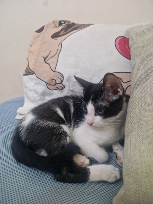 Donez pisica cateva luni