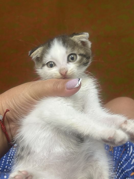 Отдам котят,в добрые руки.