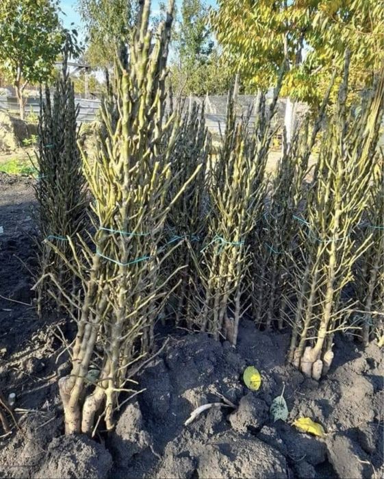 Pomi fructiferi columnari - OFERTA 10+1 GRATIS