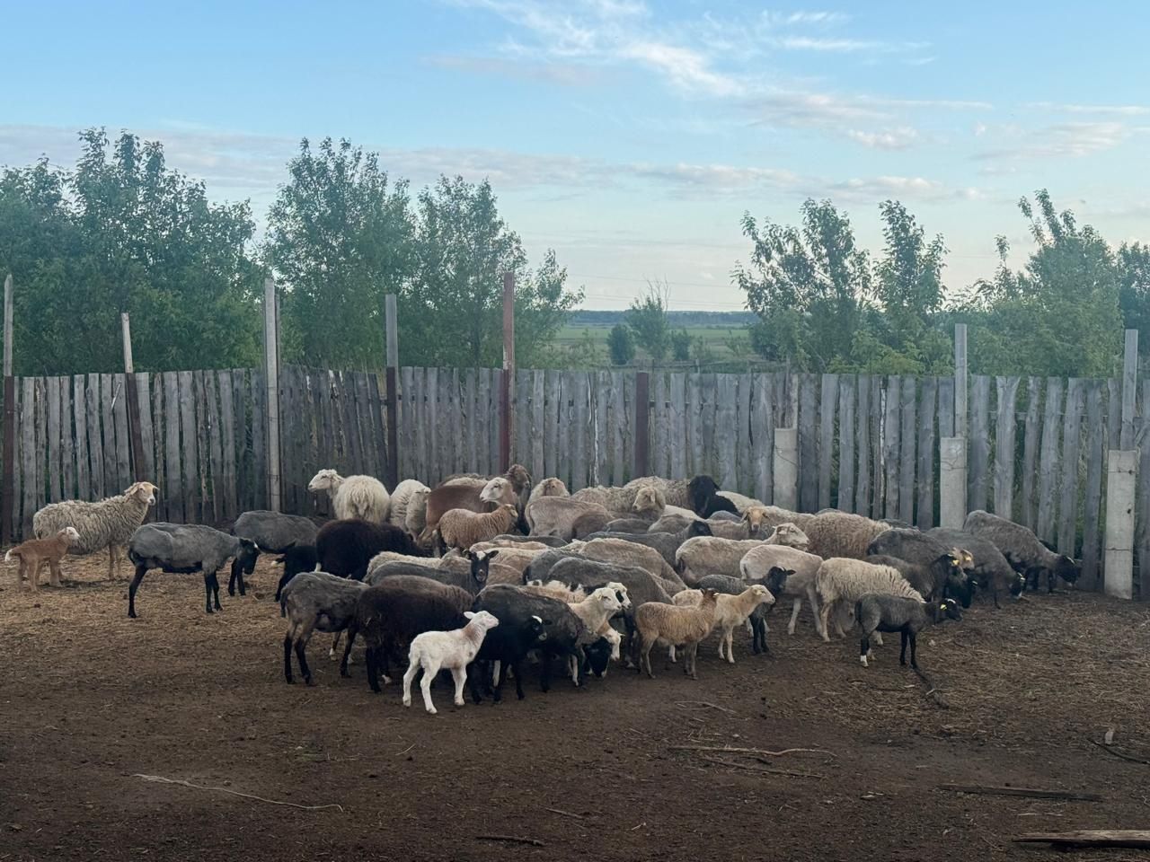 Продам романовских баранов 50 голов