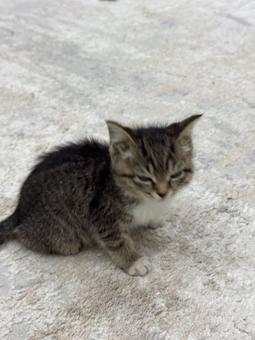 Котенок в добрые руки