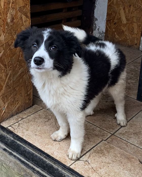 Щенок ищет дом