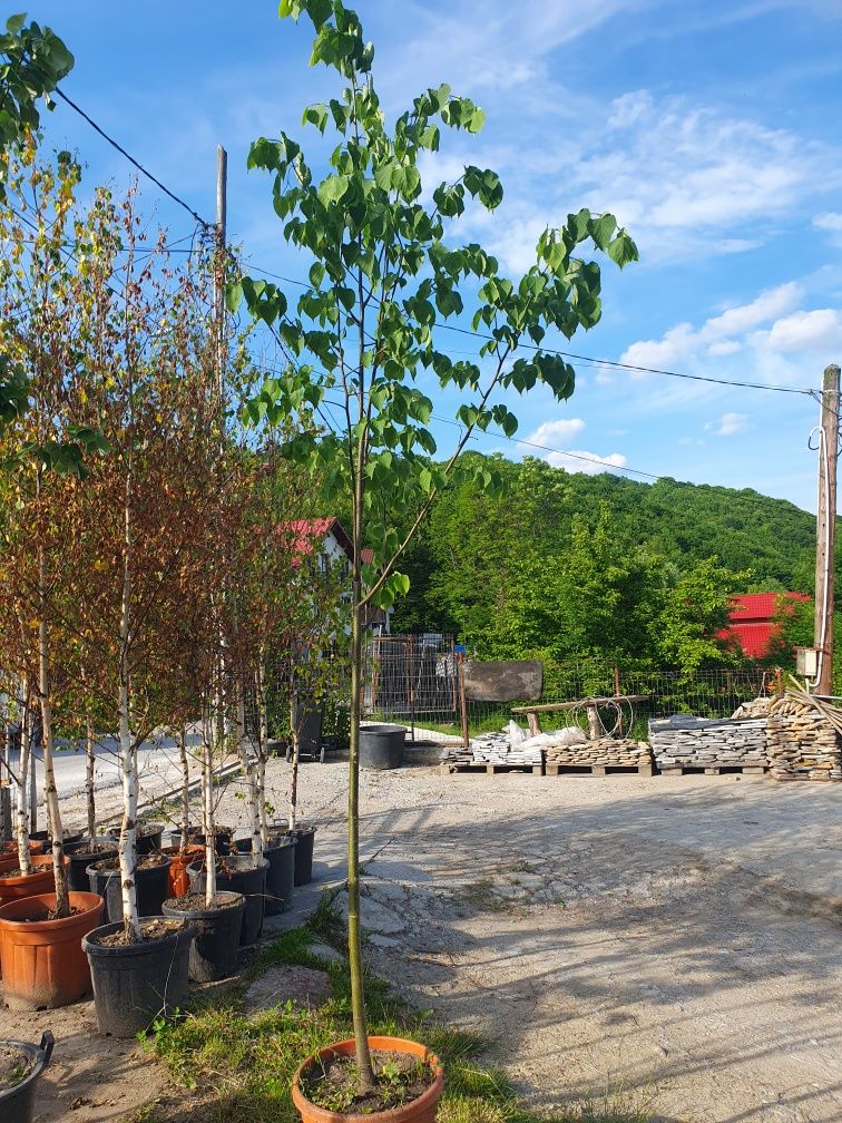 Magnolia/mesteacăn/tei argintiu/tuia/leylandi