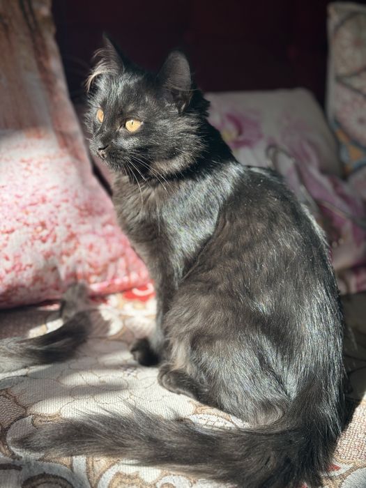 Черный пушистый котенок- очень красивый