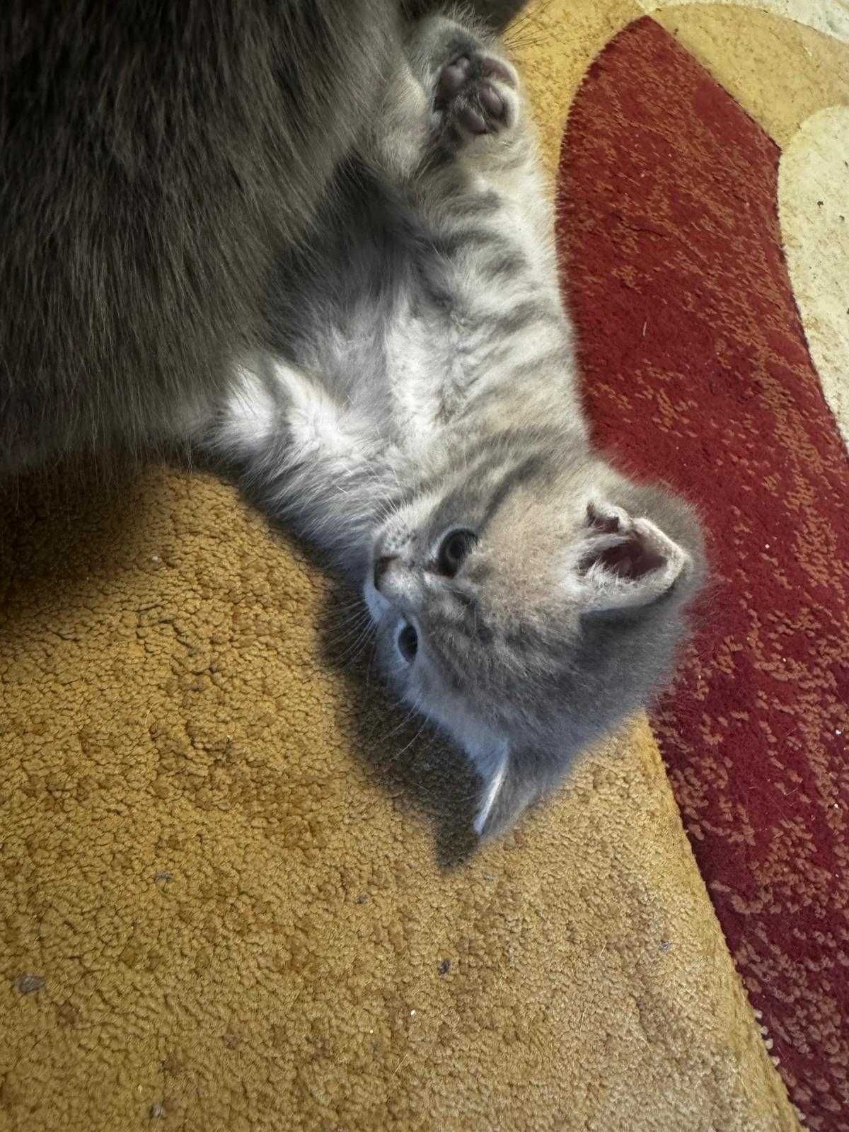 British Shorthair Silver Chinchilla