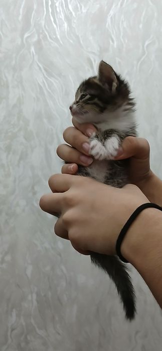 Отдам в добрые руки