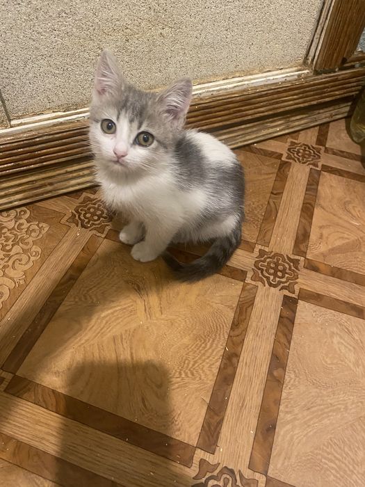 Ищем добрых хозяев для котенка