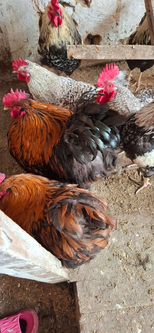 Продам домашних курочек молодок и петухов