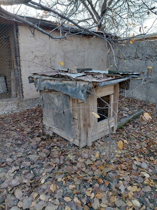 Сабачи домик бальшои