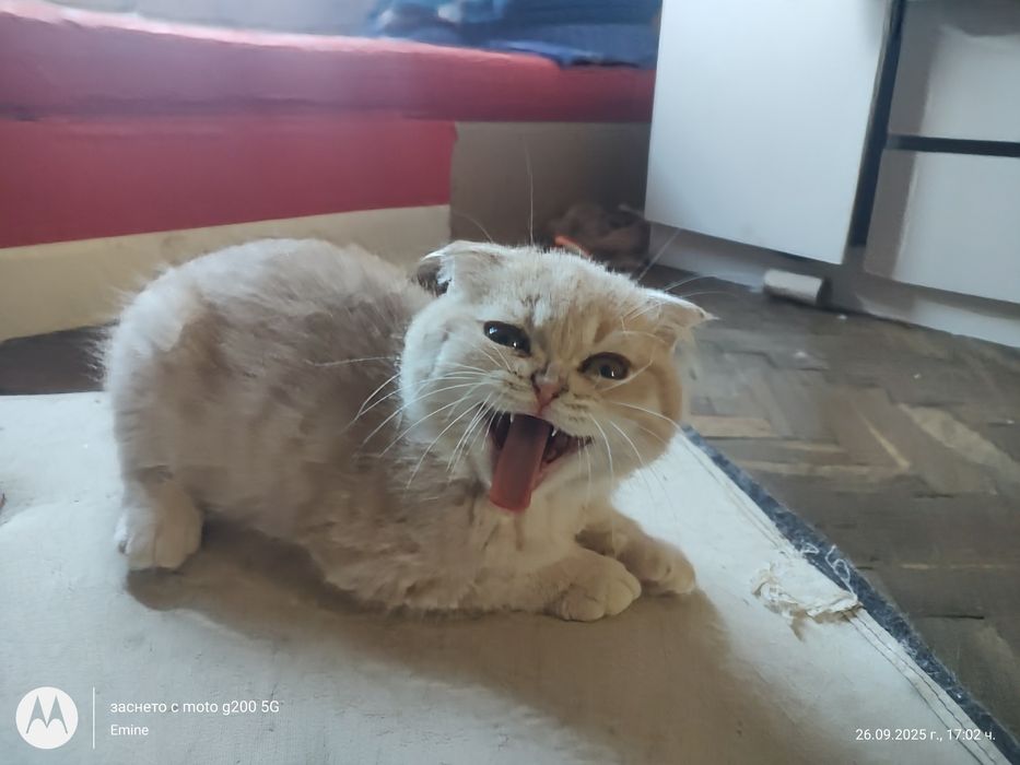 Британски котенца