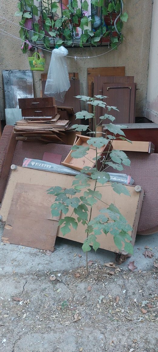 Отдам дрова даром