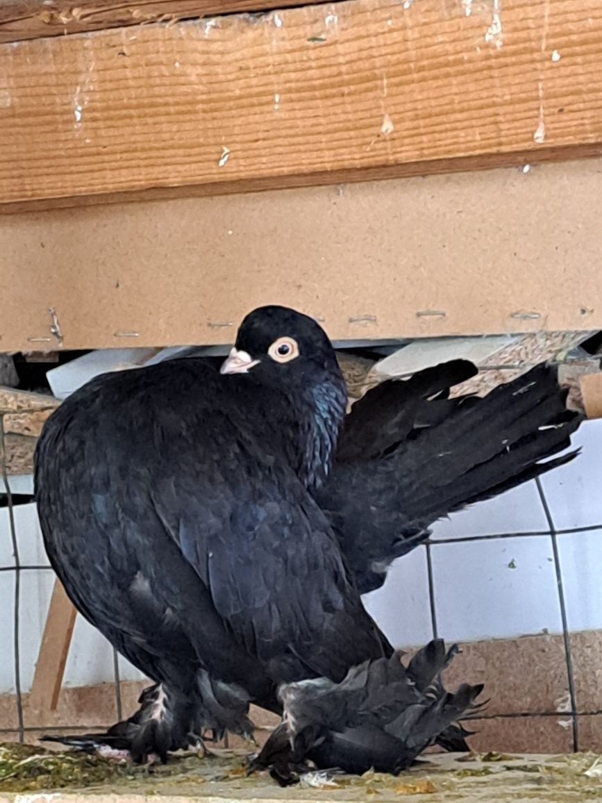Porumbei rostov negru