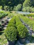 Plante ornamentale