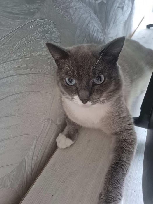 Котик в добрые ручки!