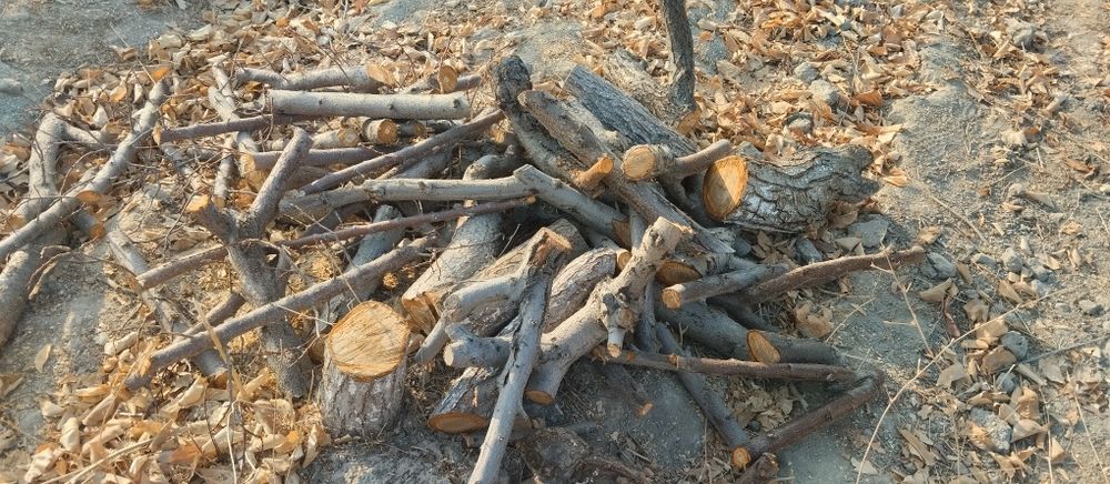 Kesilgan tayyor oʻtin cheklanmagan miqdorda