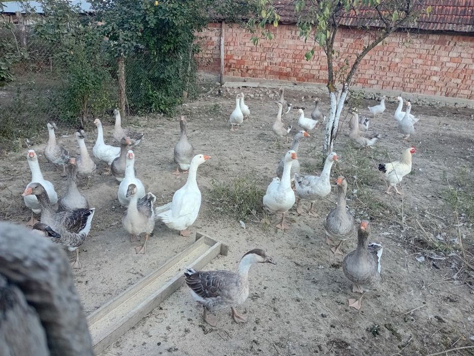 Vand gaste Americame,Romanesti si de carne.