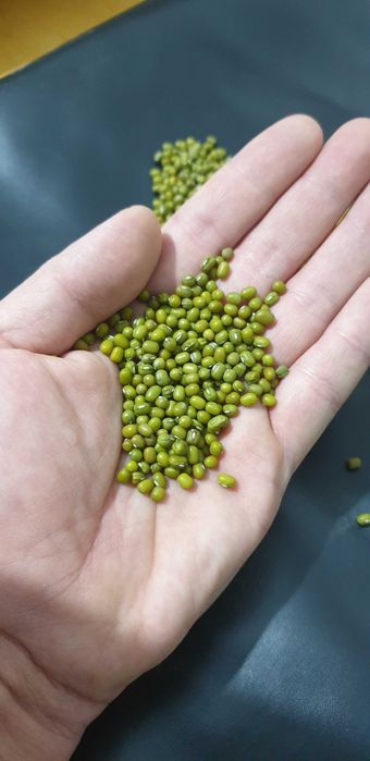 МАШ высшего сорта