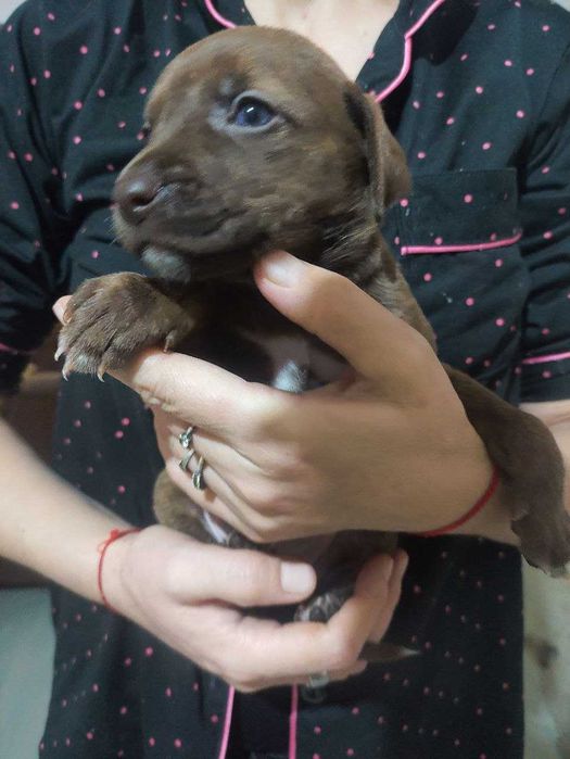 Отдаю щенят в хорошие руки !