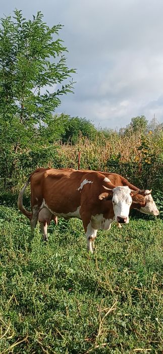 Vând 3 vaci bălțate românești