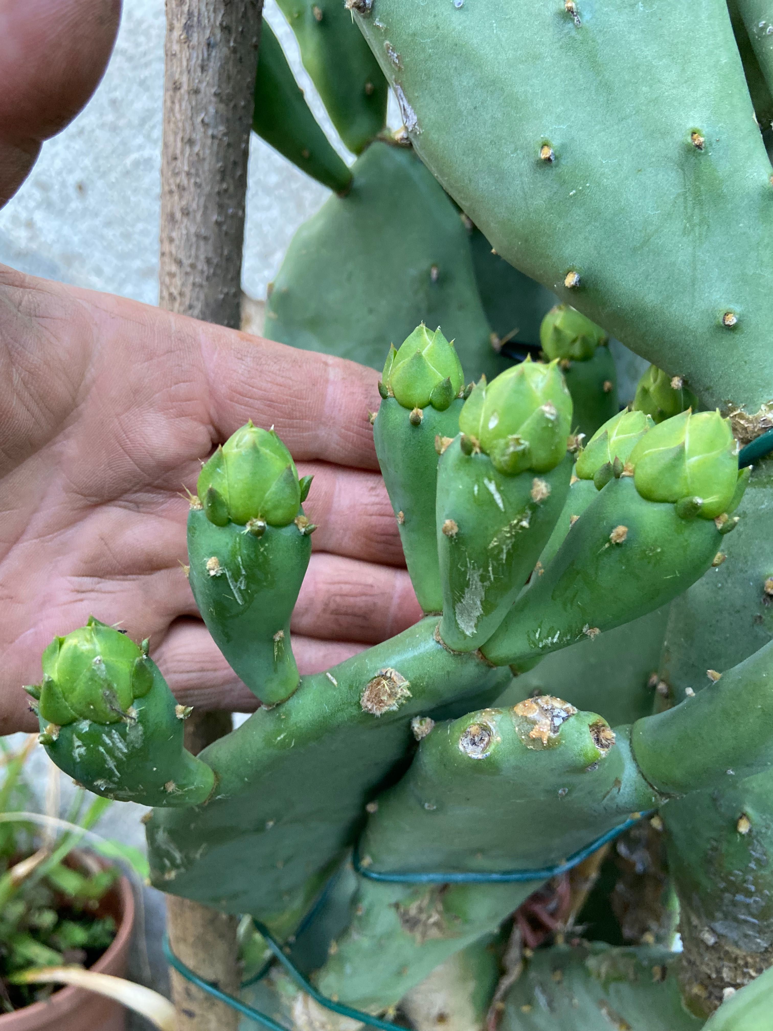 Смокиня индийска, Кактус опунция, Opuntia ficus-indica Etna, екзотични