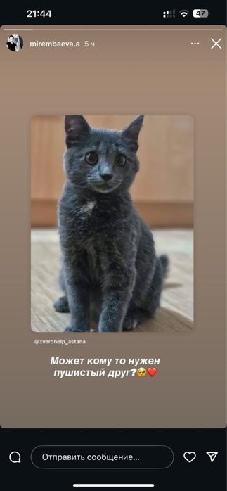 Котенок 3-4 мес, ищет дом