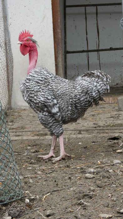 cocosi Gat Golas de Transilvania mai multe culori