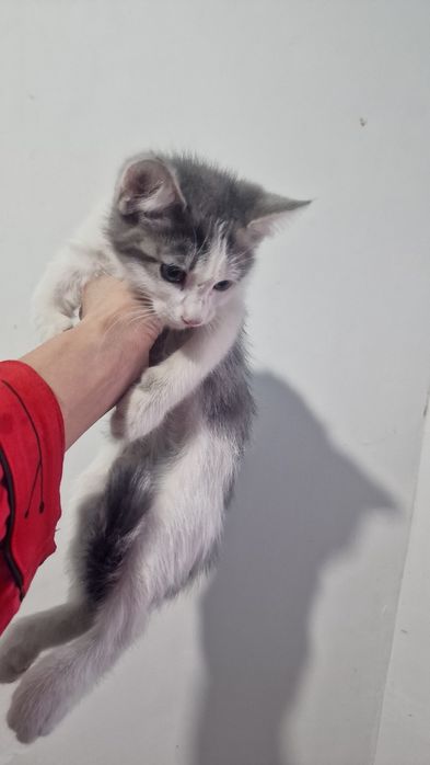 Отдам даром котёнка. Мальчик