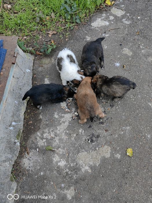 spre adoptie catei talie mica