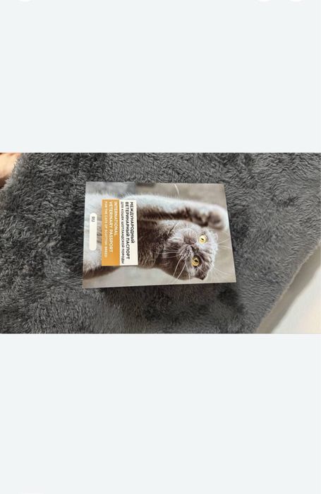 Mushuk sotiladi skotish fold