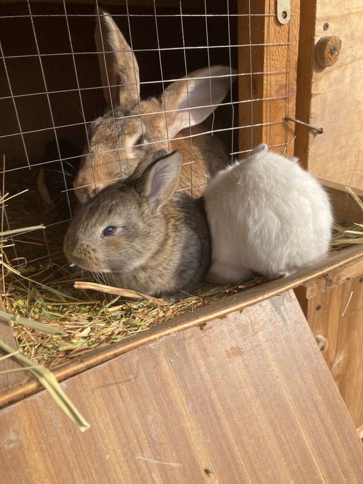 Клетка и кролики продаем