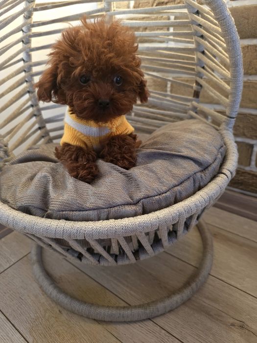 Резервирано!Той пудел/Toy poodle всички ваксини плюс ваксина за бяс