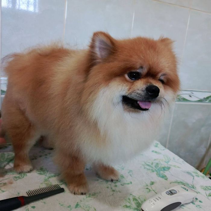 Стрижка мелких пород собак,грумер на дому