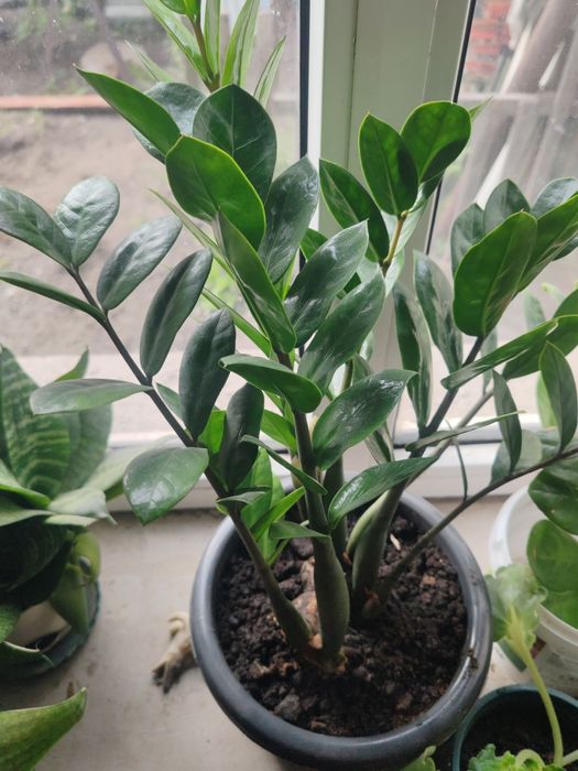 Продам денежное дерево