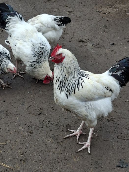 Cocosi susex si italieni culoarea potârnichie