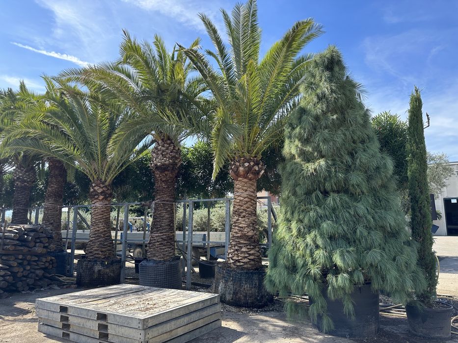 Cireși japonez si multe alte plante ornamenale pentru spati verzi