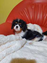 Cavalier King Charles sperniel