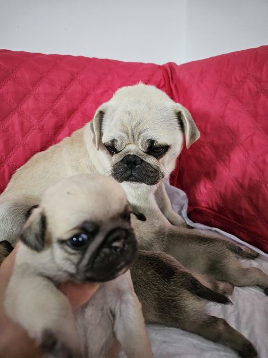Pui mascul pug,mops rasa pura cu pedigre