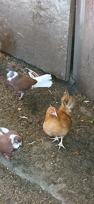 Găini pitice și cocoșei