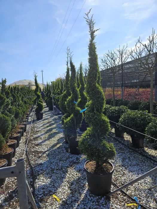 Plante ornamentale care schimbă complet curtea