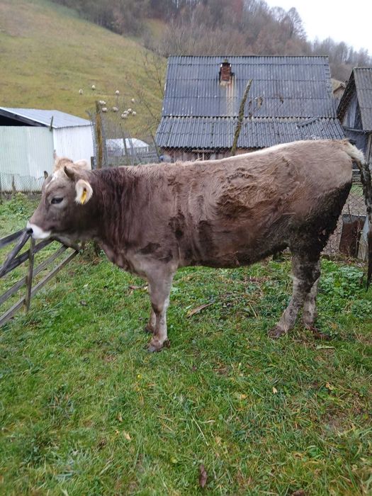 Jurinca a făta in 5 luni