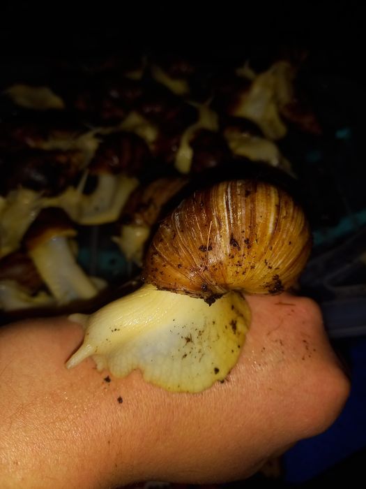 Shiliq qurt sotiladi